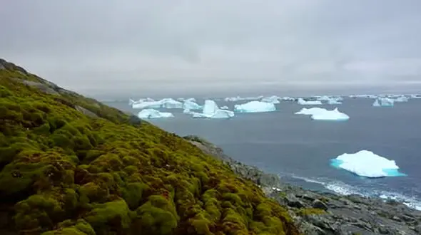 یخ‌های قطب جنوب آب و گیاهان جایگزین آنها می‌شوند! / علت چیست؟