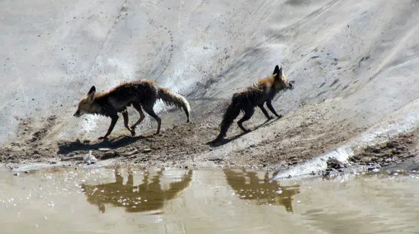 مرگ تلخ روباه در استخر / در خراسان رضوی رخ داد
