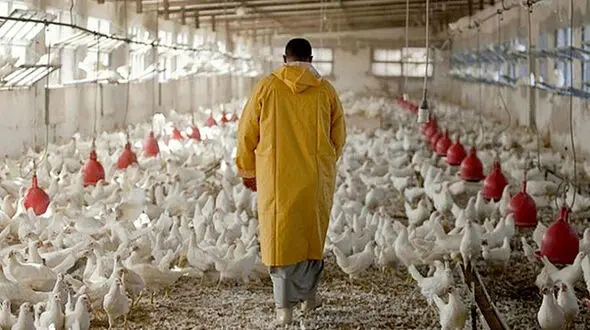 پشت پرده کشتار مرغ های تریاکی در کشور !