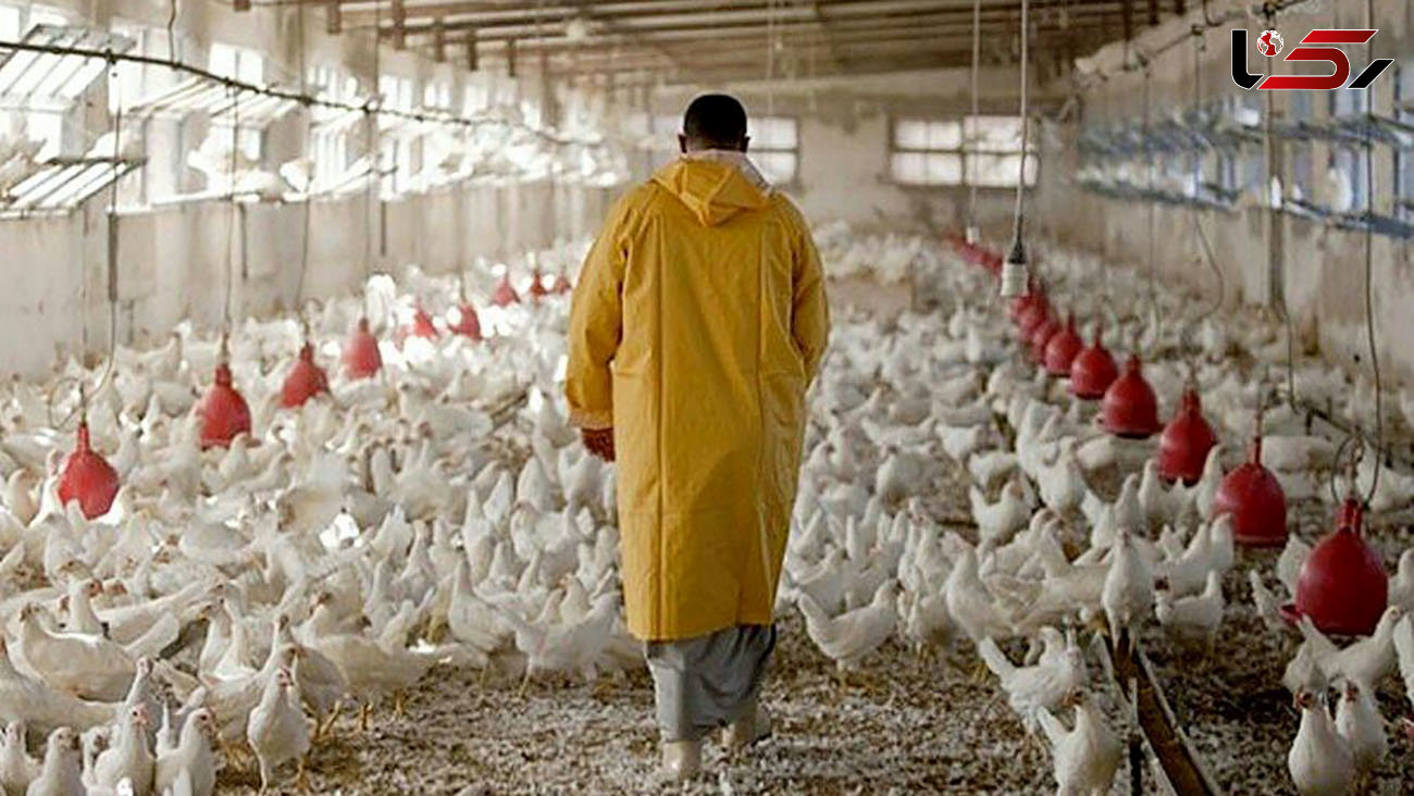به مرغ‌ها آنتی بیوتیک می‌دهند نه تریاک و هورمون
