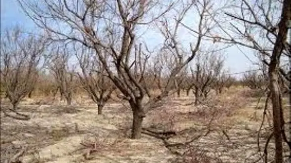 باغ های پسته در کرمان خشکیده می شوند