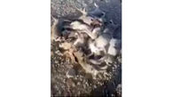قتل عام 17 خرگوش بی گناه در کل کل 2 شکارچی بوشهری + فیلم دلخراش