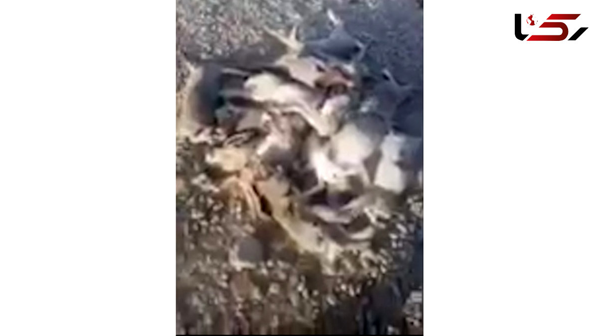 قتل عام 17 خرگوش بی گناه در کل کل 2 شکارچی بوشهری + فیلم دلخراش