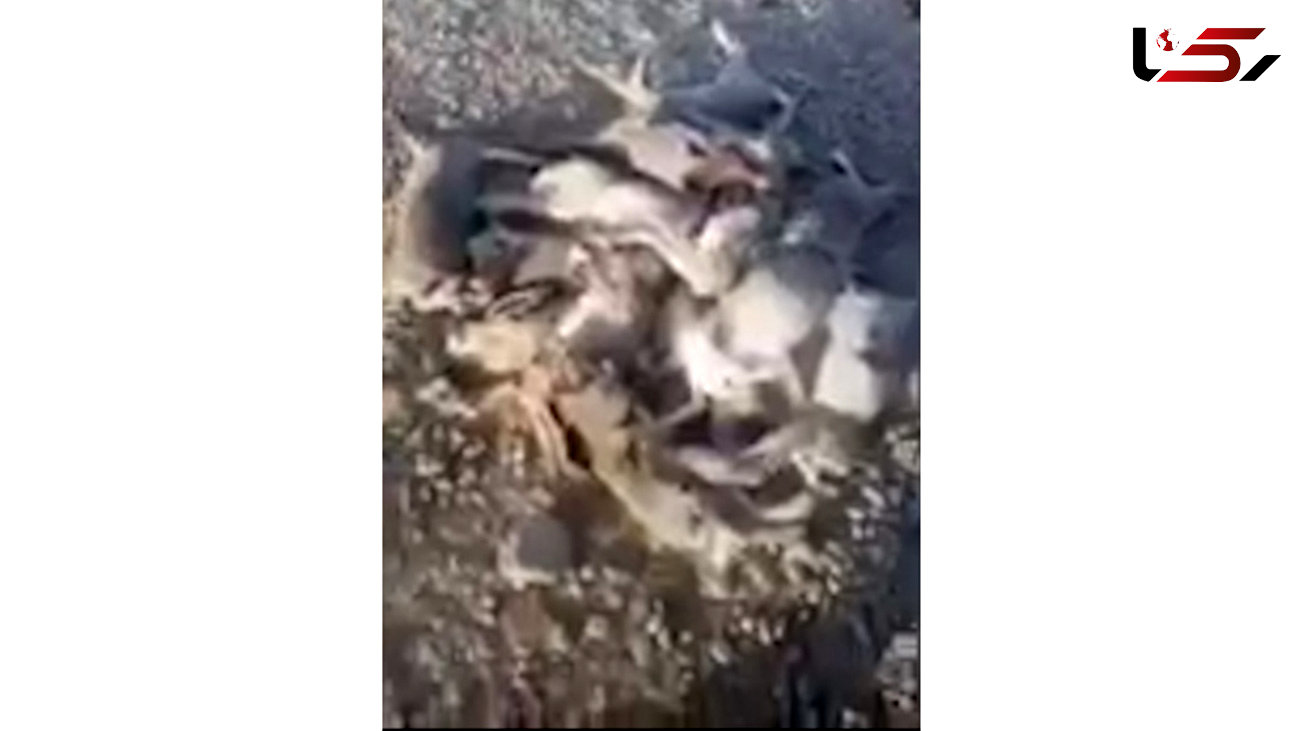 قتل عام 17 خرگوش بی گناه در کل کل 2 شکارچی بوشهری + فیلم دلخراش