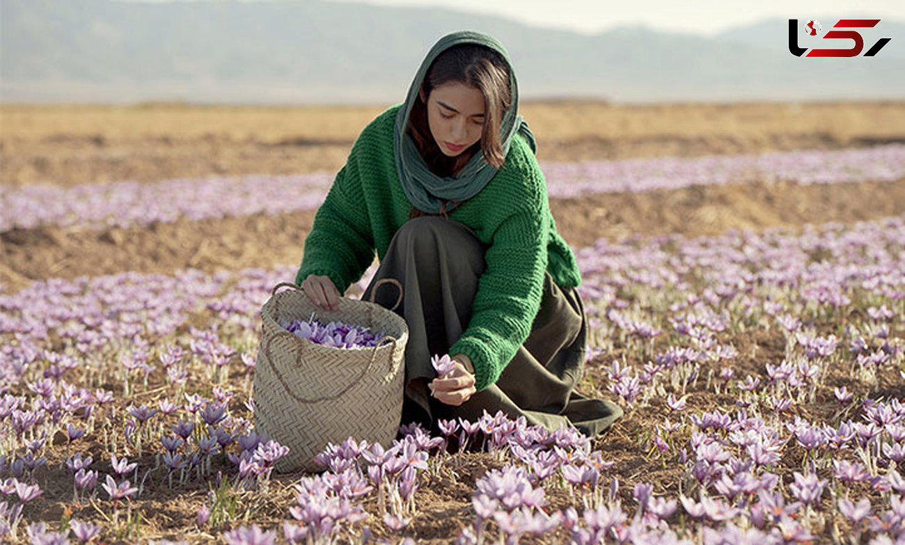 نباید اجازه داد کشورهای دیگر برای زعفران ایرانی قیمت تعیین کنند