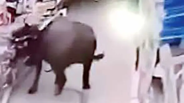 حمله بوفالوی خشمگین به زن باردار + عکس