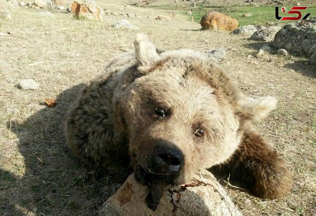 عکس انتشار یافته از جسد خرس بامزه /شکارچی خرس قلاجه محاکمه می شود!