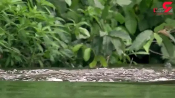 صحنه کشته شدن کروکودیل به دست سمورهای آبی خشن+ تصویر