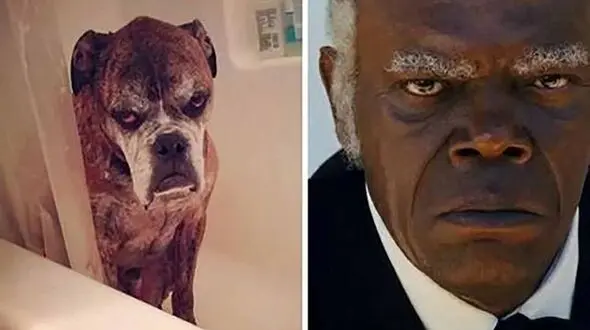 فیلم/ این حیوانات  دقیقا شبیه افراد مشهور هستند  / هوش از سرتان می پرد !