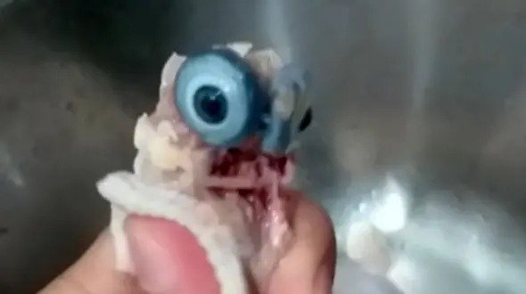 فیلمی از یک مرغ عجیب در نسیم شهر! / همه ناراحت شدند!