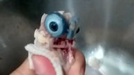 فیلمی از یک مرغ عجیب در نسیم شهر! / همه ناراحت شدند!