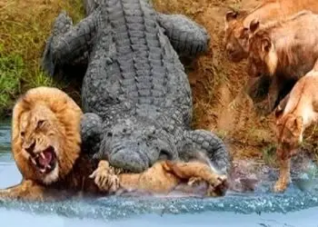 فیلم شاهکار حیات وحش / تمساح پرید به شیر در حال آب خوردن از برکه