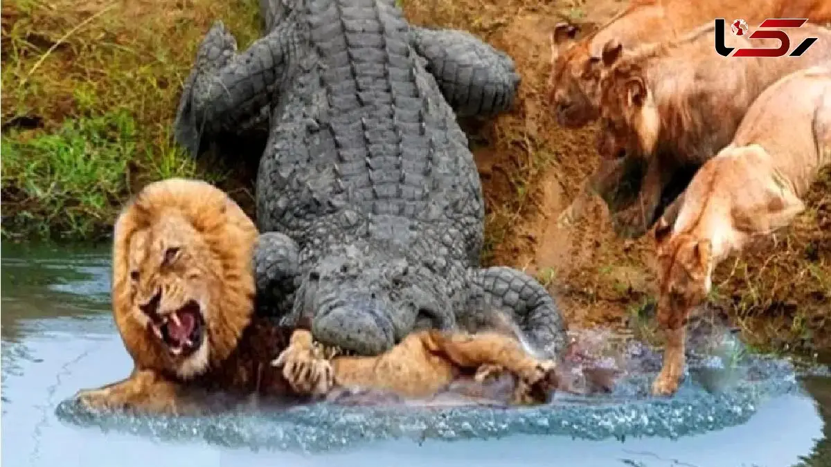 فیلم شاهکار حیات وحش / تمساح پرید به شیر در حال آب خوردن از برکه