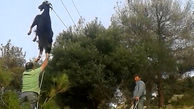 عملیات مردان روستا برای نجات بز بازیگوش که پرواز کرده بود! + تصاویر