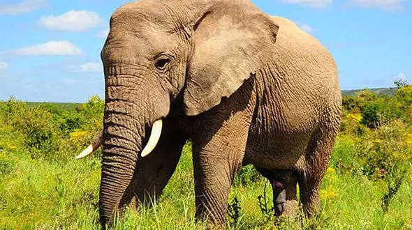 سرقت کیسه برنج توسط فیل گرسنه + عکس