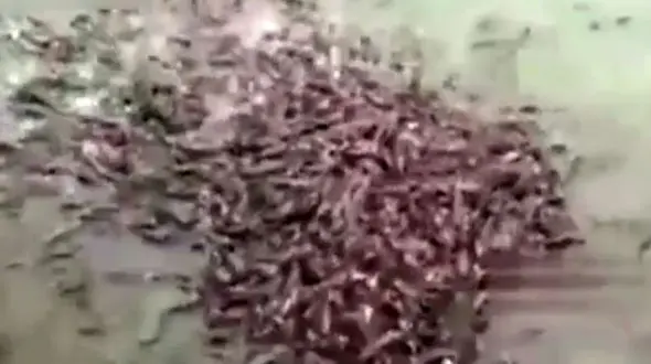 ماهی های گوشتخوار خطرناکتر از تمساح ها + فیلم