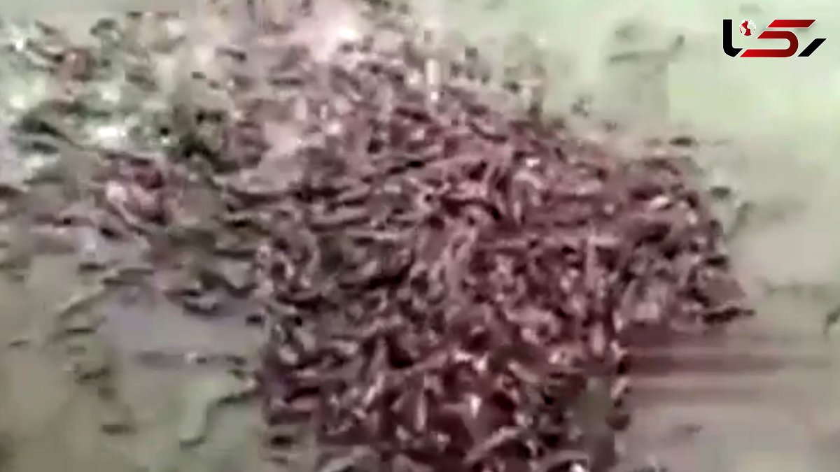 ماهی های گوشتخوار خطرناکتر از تمساح ها + فیلم