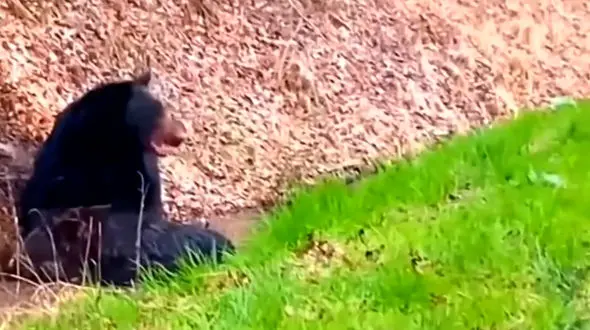 فیلم شکار گراز توسط خرس سیاه