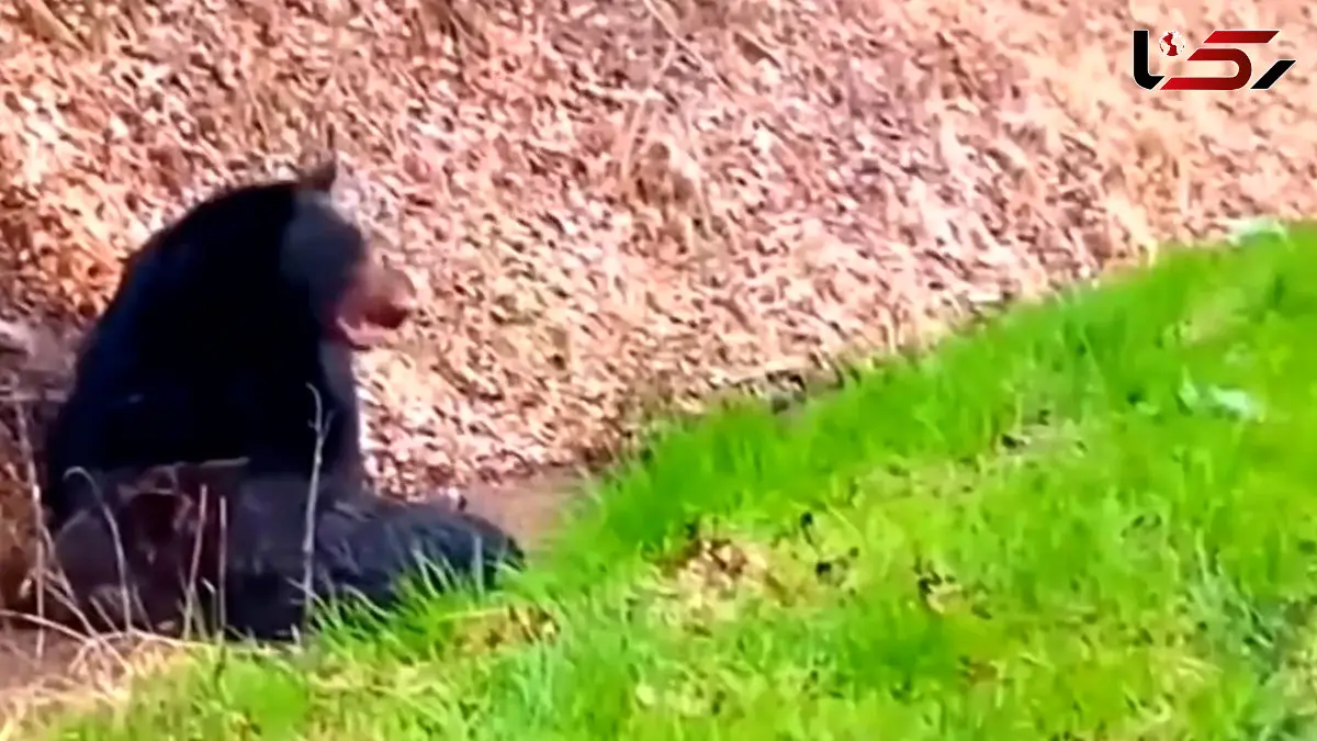 فیلم شکار گراز توسط خرس سیاه