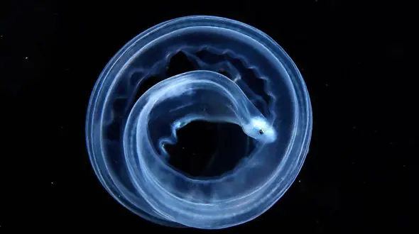 چنبره مارماهی چه شکلی است؟ + عکس