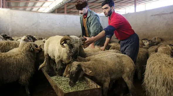 هشدار به مردم در آستانه عید قربان / مرگ خاموش با گوشت آلوده به ویروسی خطرناک !