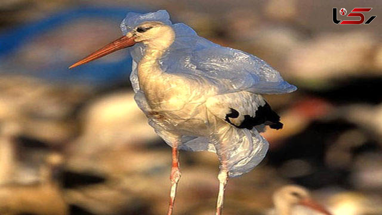 خفگی جانوران با کیسه های پلاستیکی