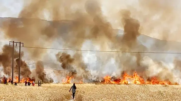 بازداشت آتش بیار معرکه در ایذه / راز آتش سوزی مزارع گندم لو رفت!