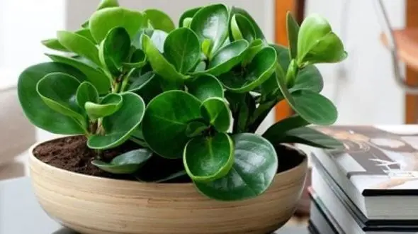 نحوه نگهداری گل قاشقی + فیلم