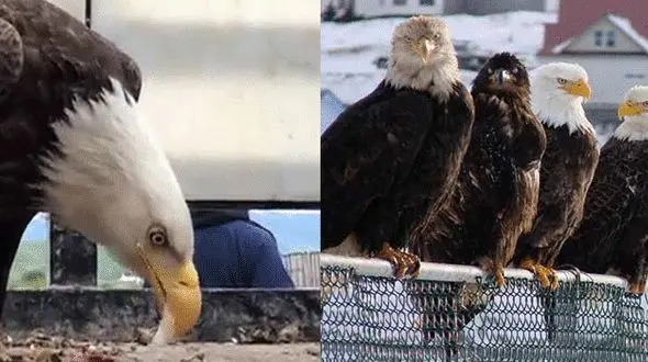 این شهر توسط عقاب ها تسخیر شده است!