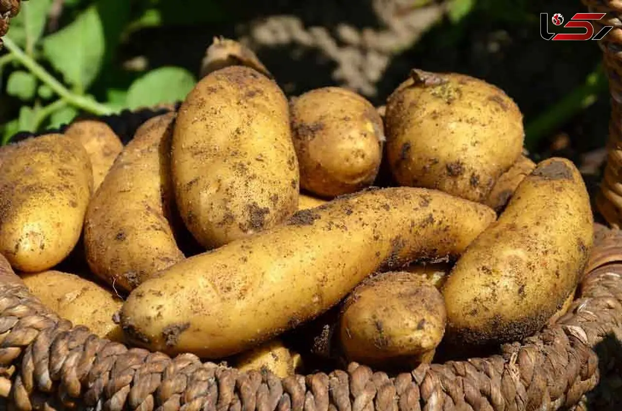 راهکاری ساده برای جلوگیری از جوانه زدن سیب زمینی