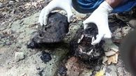 شکارچیان بی رحم در مازندران پلنگ ماده و توله اش را موقع خوردن آب کشتند ، پوست کندند و سوزاندند +عکس 