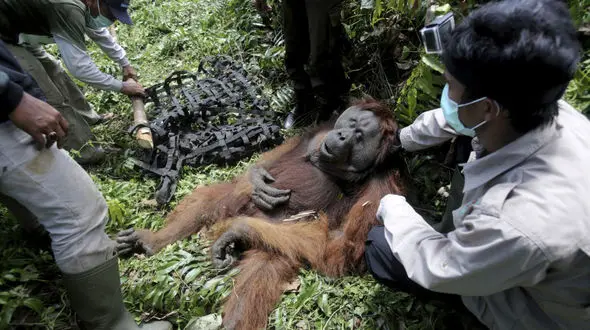 روغن نخل جان اورانگوتان را گرفت