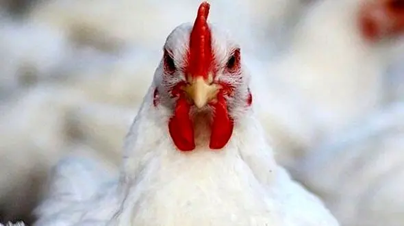 قیمت مرغ به کیلویی 53 هزار تومان رسید