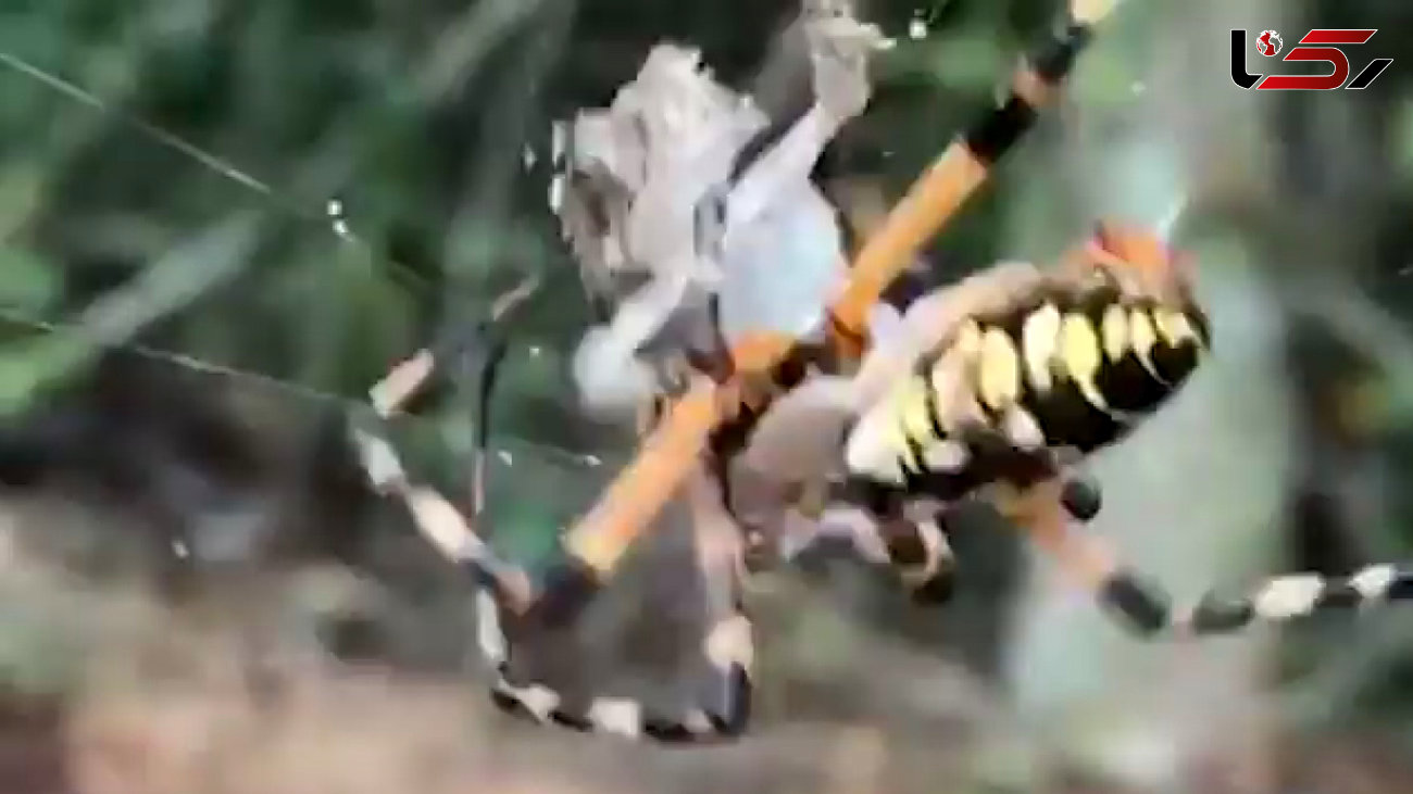 ثبت لحظه شکار وزغ توسط عنکبوتی در فلوریدا+فیلم