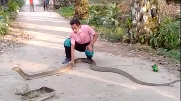 فیلم/ عملیات زنده گیری 7 شاه کبرای عجیب و غول پیکر جهان 