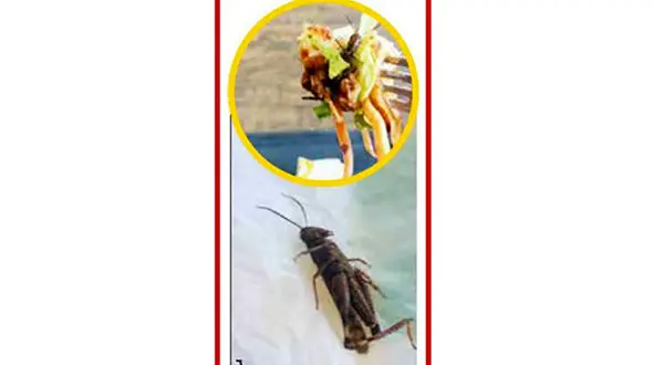 ملخ  در سالاد یک زن + عکس