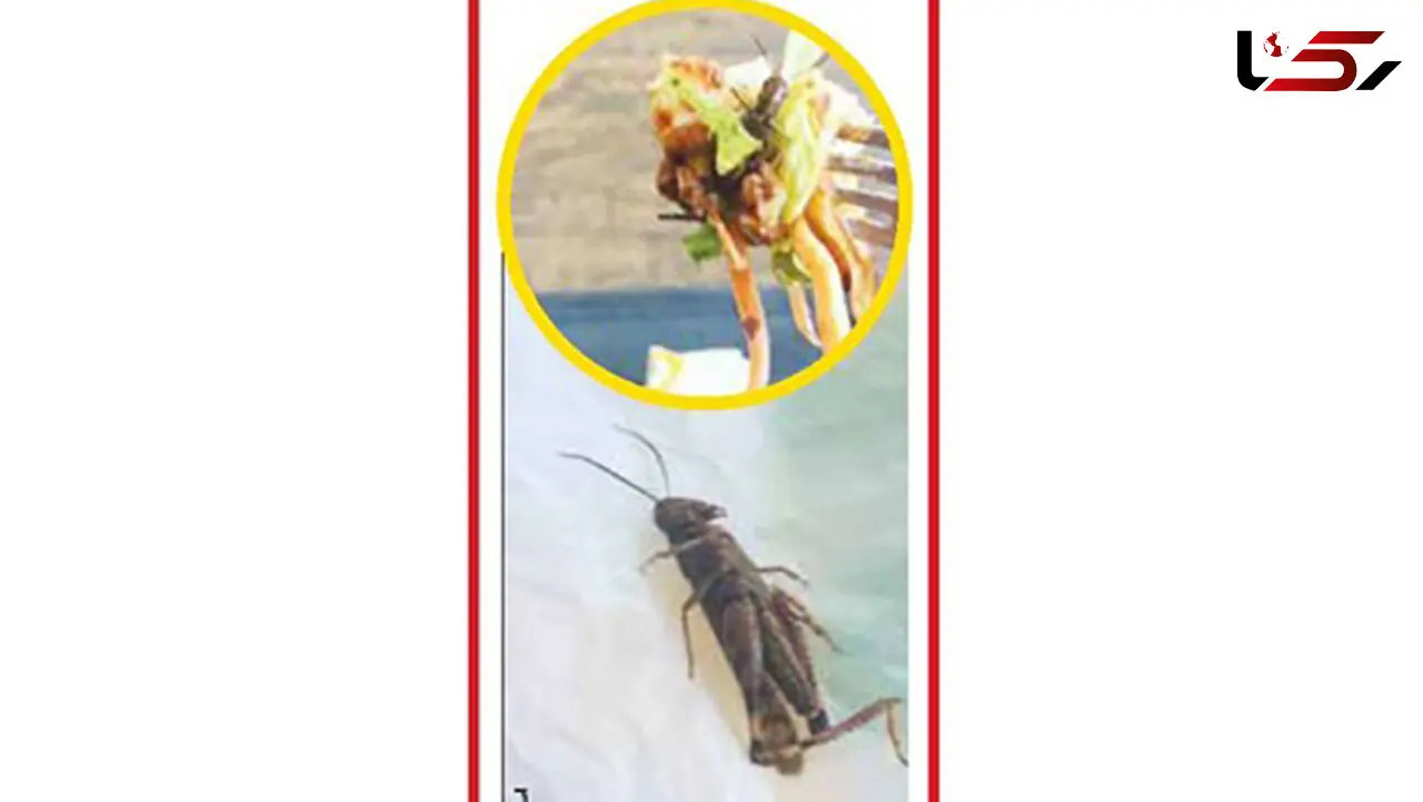 ملخ  در سالاد یک زن + عکس
