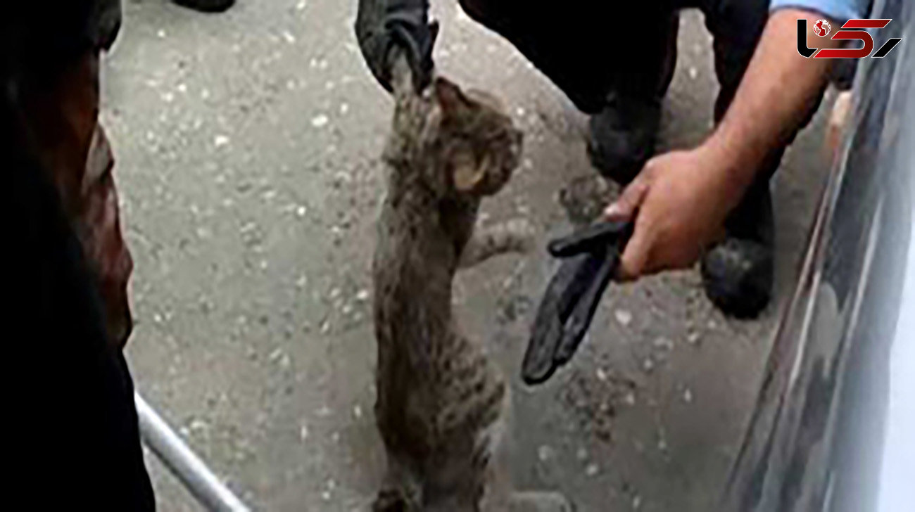 فیلم نجات گربه گرفتار در موتور ماشین / فداکاری آتش نشانان مشهدی