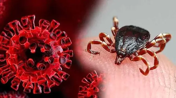 مرگ جوان هرمزگانی با تب کریمه کنگو + جزییات