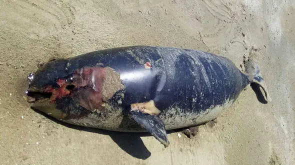 کشف لاشه یک پستاندار دریایی در ساحل کنارک سیستان 