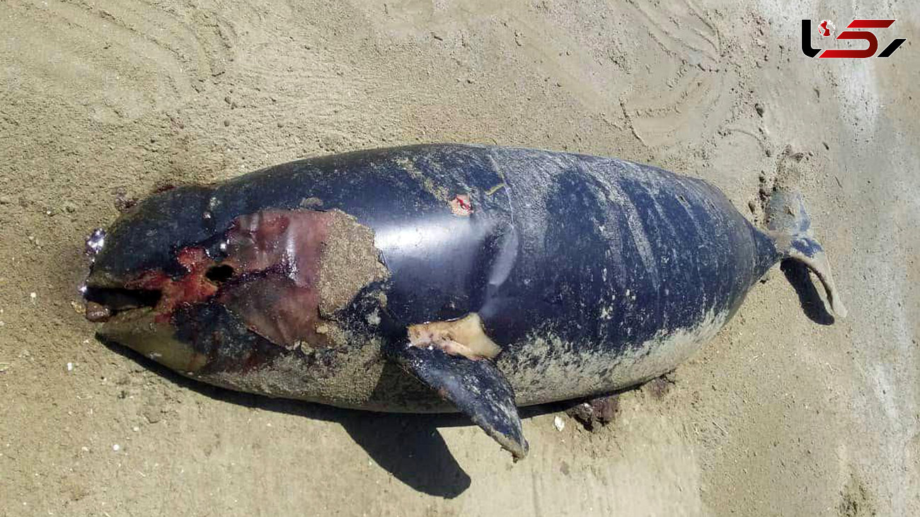 کشف لاشه یک پستاندار دریایی در ساحل کنارک سیستان 