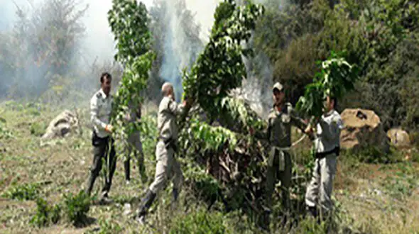 اولین عکس از مزرعه ماری جوانا در جنگل نکا / پلیس انتشار داد