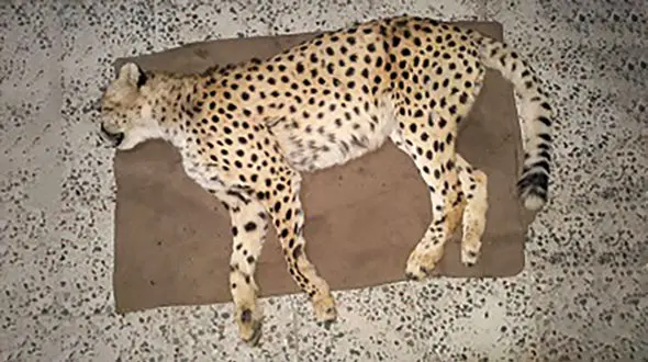 کشته شدن یک یوز ماده جوان در جاجرم + عکس