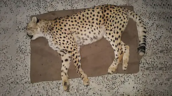 کشته شدن یک یوز ماده جوان در جاجرم + عکس