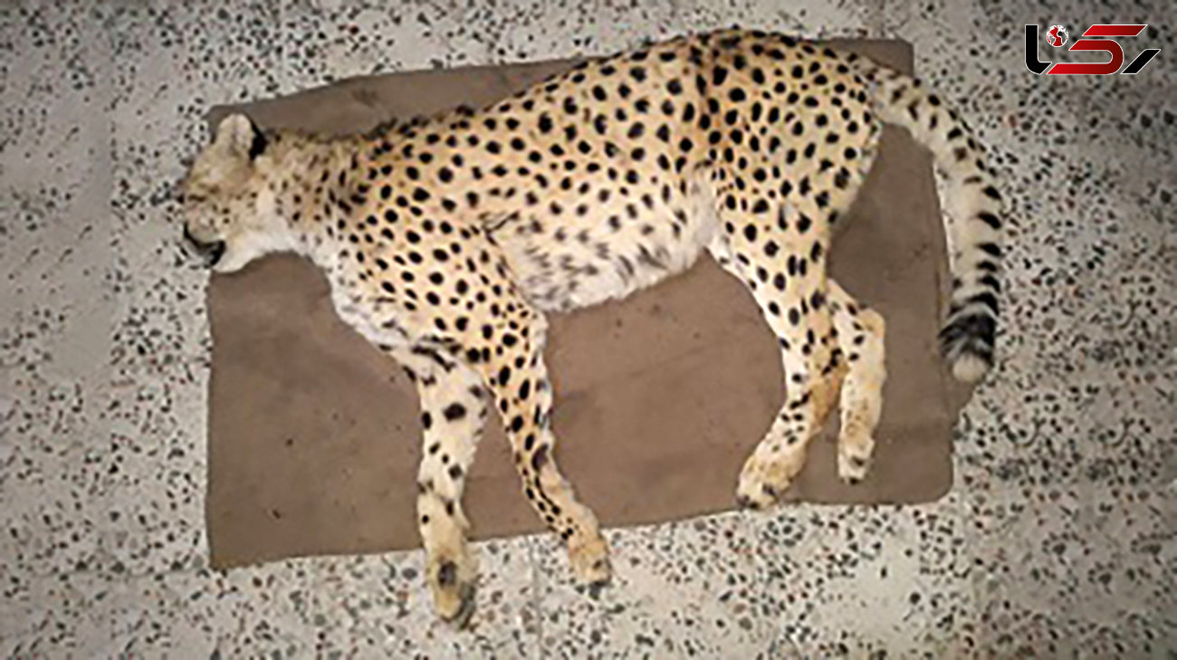 کشته شدن یک یوز ماده جوان در جاجرم + عکس