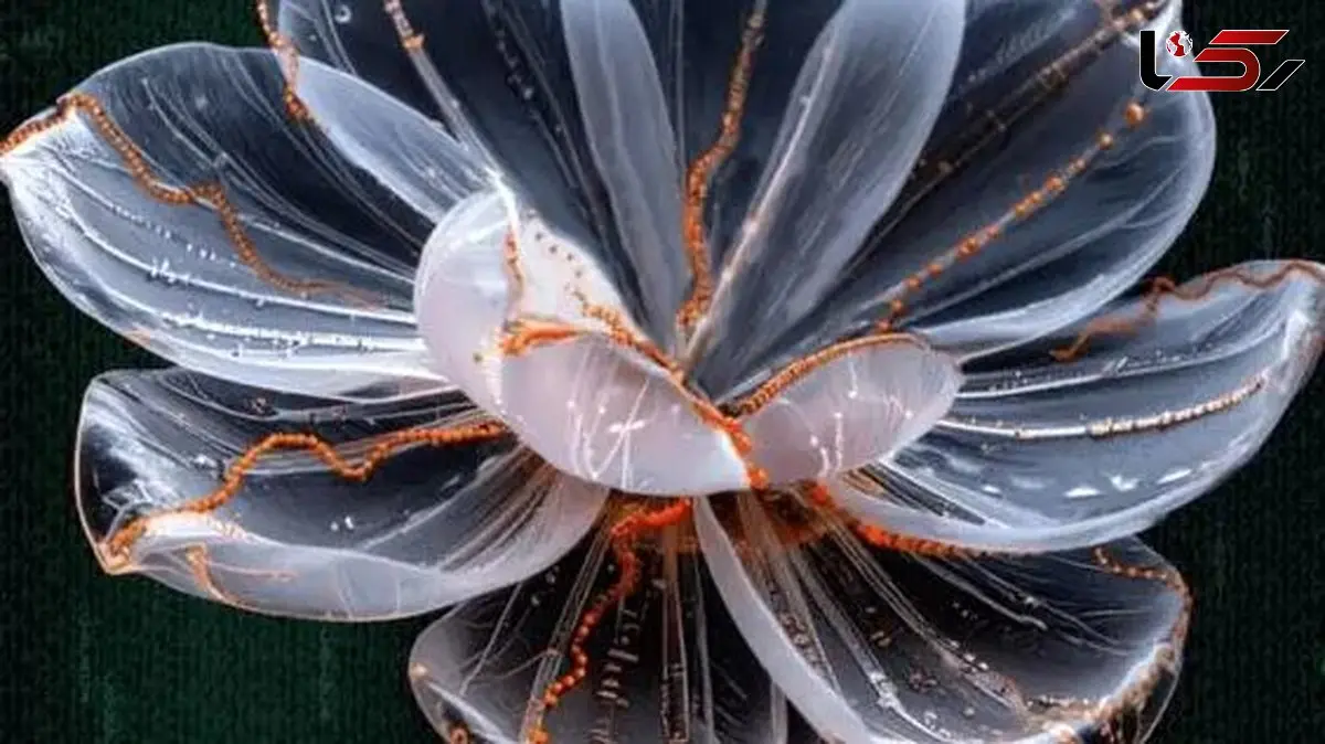 پرورش گل های خوراکی برای بهبود سلامت و درمان بیماری ها