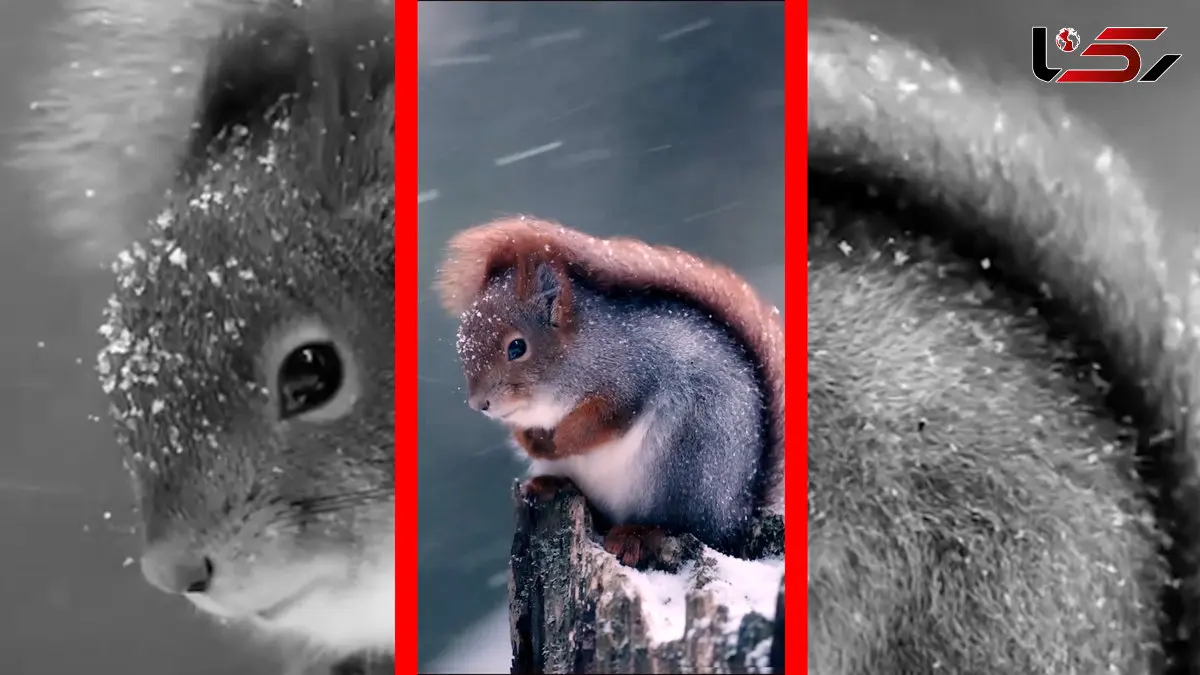 فیلم لحظه غمگین سنجاب در میان برف