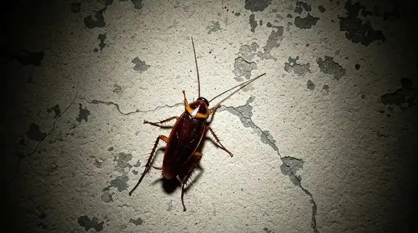 سوسک ها چقدر برای سلامتی انسان خطرناک هستند؟ + 10 نکته کلیدی