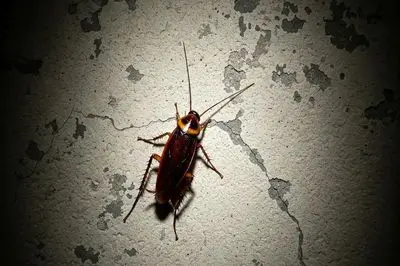 سوسک ها چقدر برای سلامتی انسان خطرناک هستند؟ + 10 نکته کلیدی