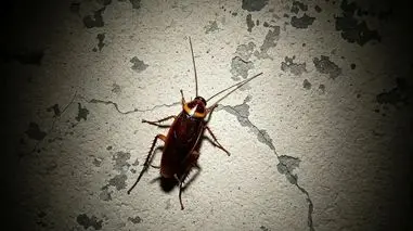 سوسک ها چقدر برای سلامتی انسان خطرناک هستند؟ + 10 نکته کلیدی